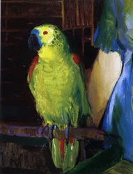 Parrot, 1915